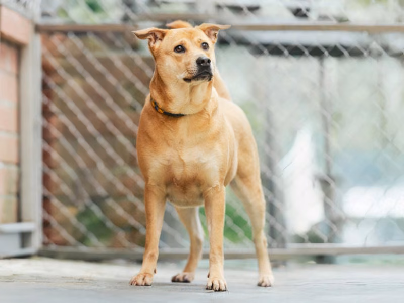 Tan adult female mixed-breed dog, Medium, shelter no. …0004