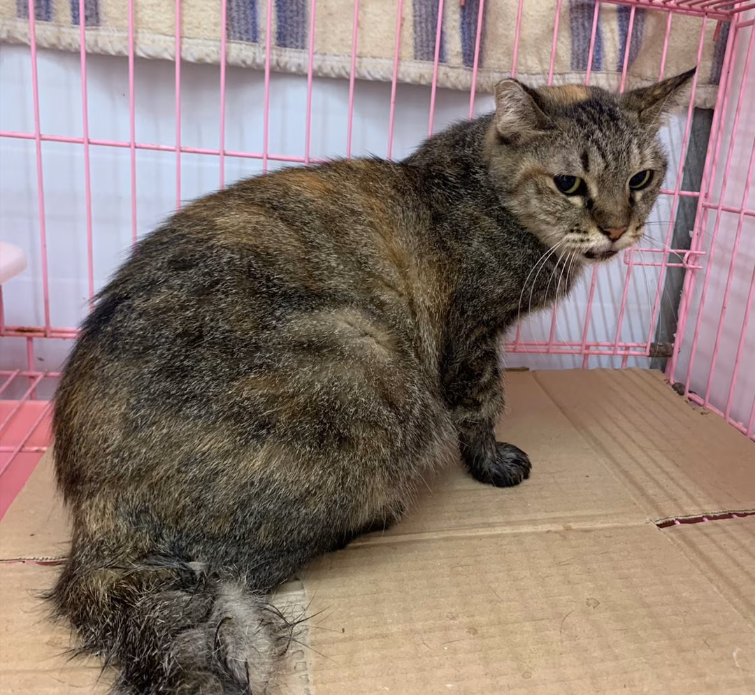 Tabby adult female mixed-breed cat, Small, shelter no. …2501