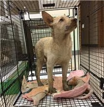 ミックス犬(メス・若い・クリーム)、小型, 施設番号 …8D02