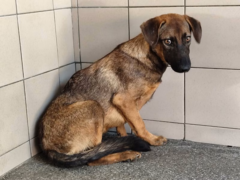 Tan adult male mixed-breed dog, Large, shelter no. …1610