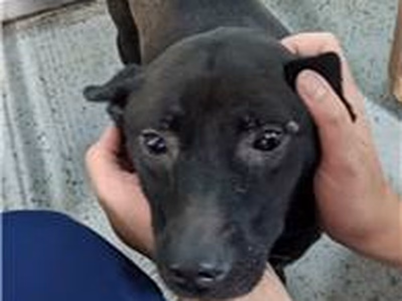 Black adult female mixed-breed dog, Medium, shelter no. …9001