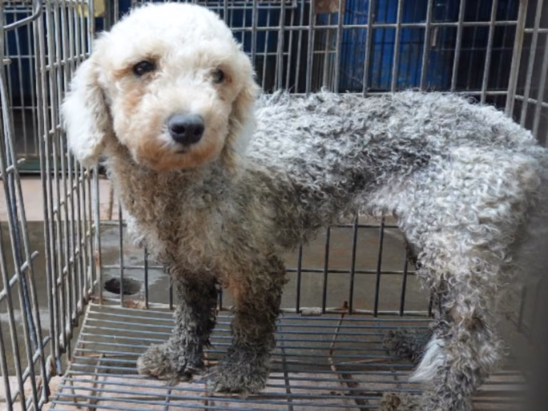poodle (Babae, Matanda na, puti), Maliit, blg. ng shelter …7-07