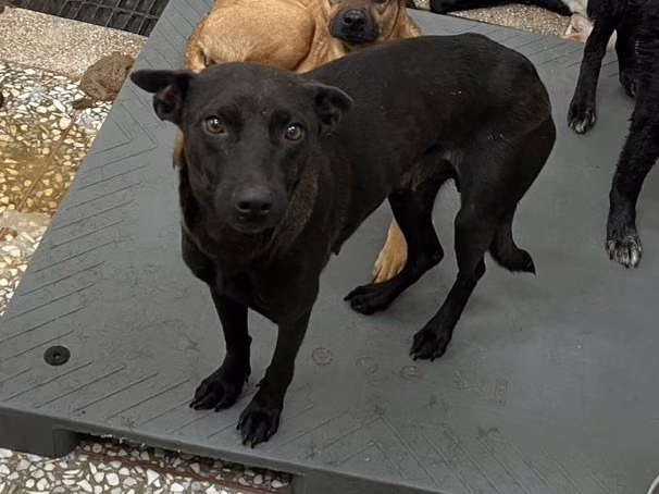 Black adult female mixed-breed dog, Large, shelter no. …25-2