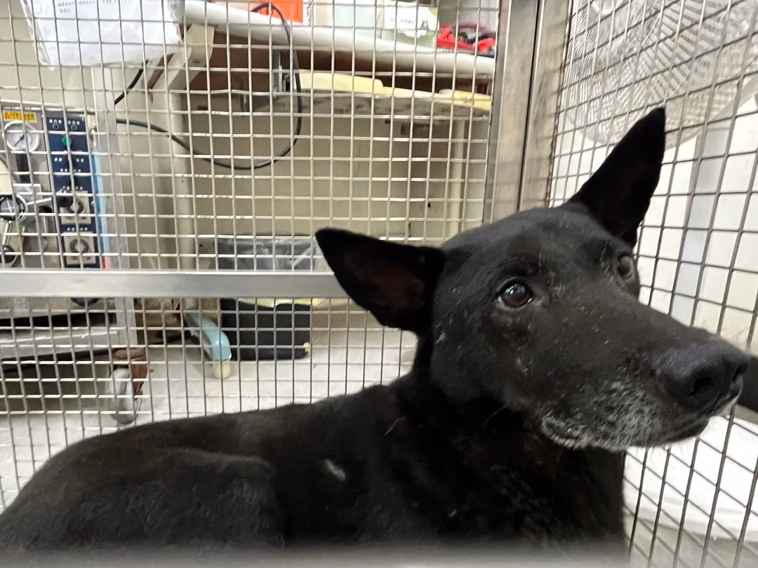 Black adult male mixed-breed dog, Medium, shelter no. …1301