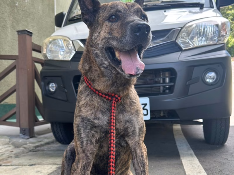 Tabby adult male mixed-breed dog, Medium, shelter no. …0002