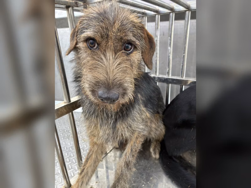 Adult female mixed-breed dog, Medium, shelter no. …4017