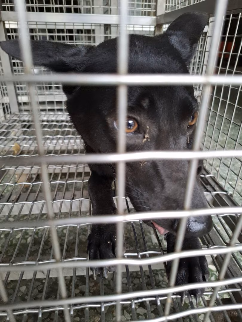 Black adult female mixed-breed dog, Medium, shelter no. …1-02