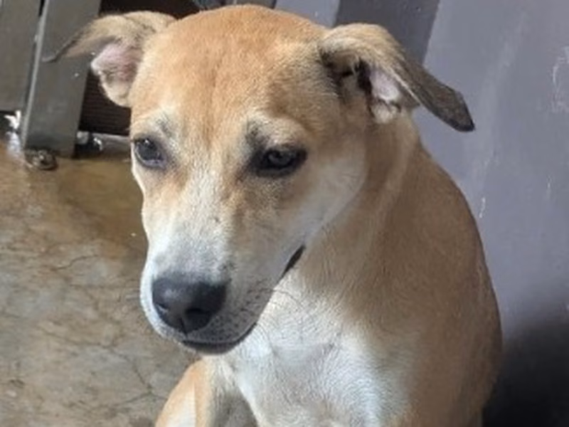 Tan adult female mixed-breed dog, Medium, shelter no. …8009