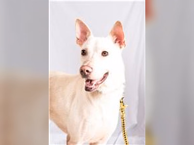 White adult male mixed-breed dog, Large, shelter no. …0501