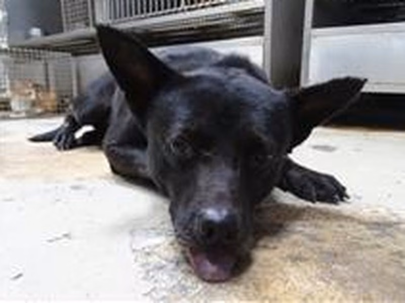 Black adult male mixed-breed dog, Medium, shelter no. …3003