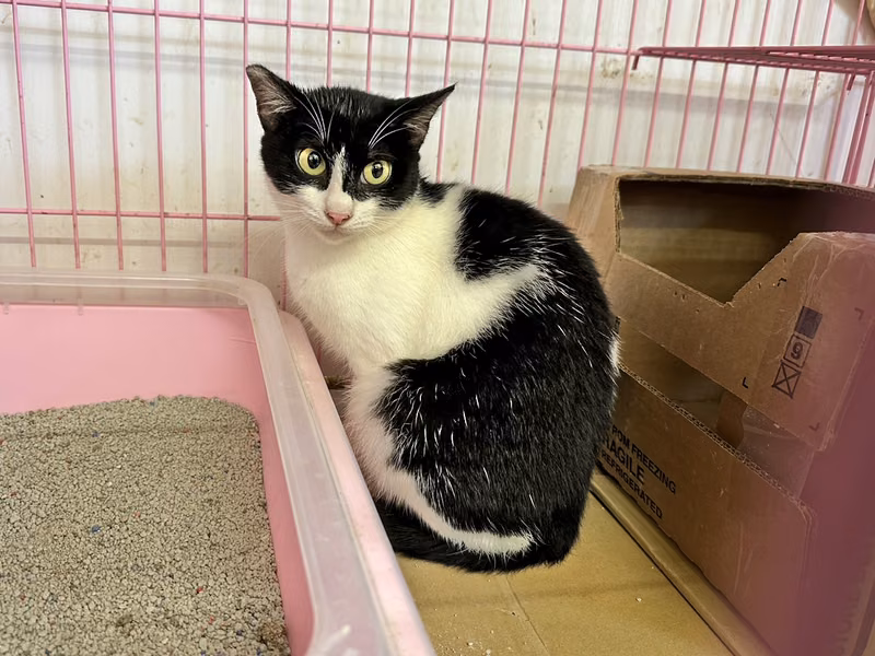 Black-and-white adult female mixed-breed cat, Medium, shelter no. …1003