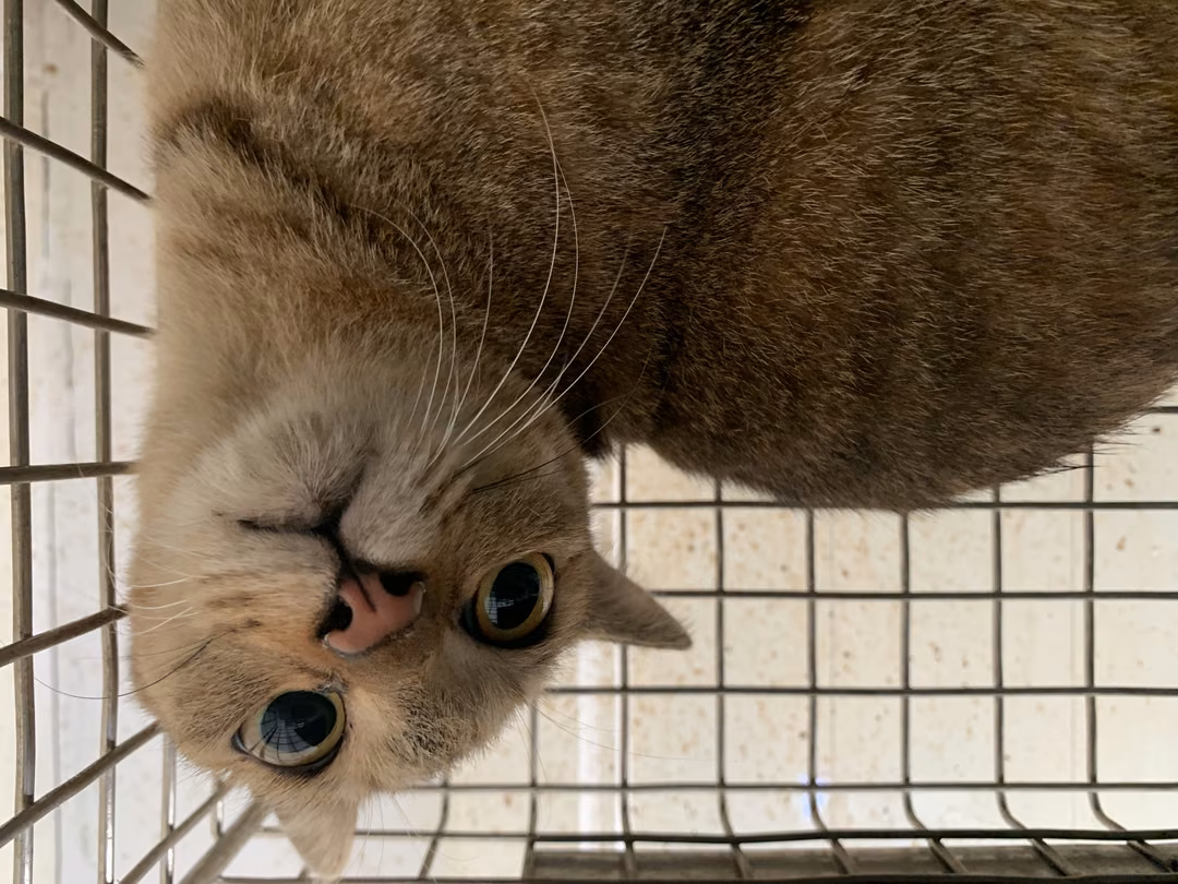 Tabby adult female mixed-breed cat, Small, shelter no. …1806