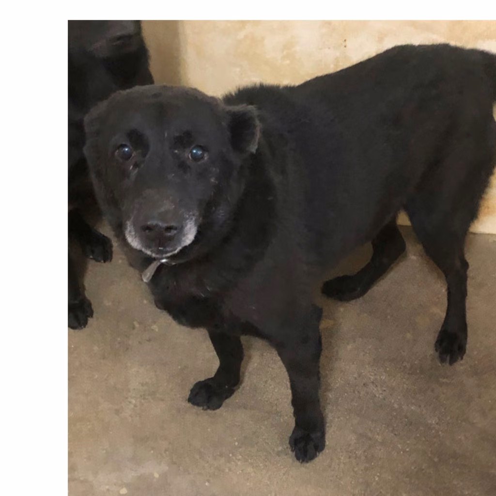 Black adult male mixed-breed dog, Large, shelter no. …0019