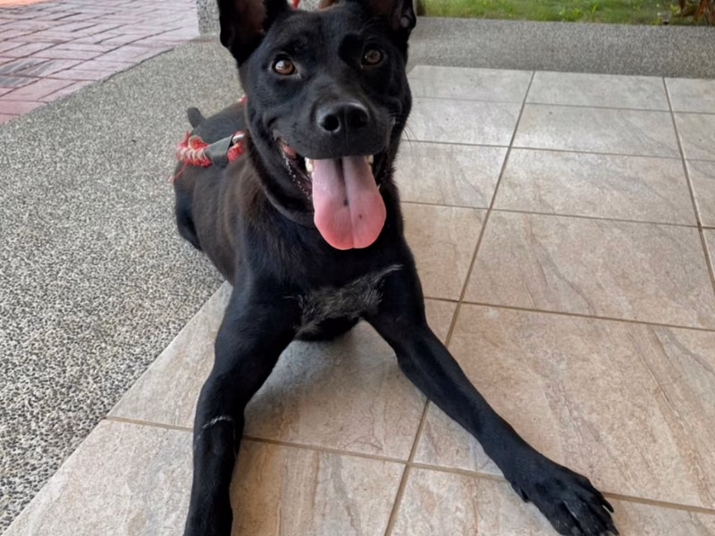 Black adult female mixed-breed dog, Large, shelter no. …4002