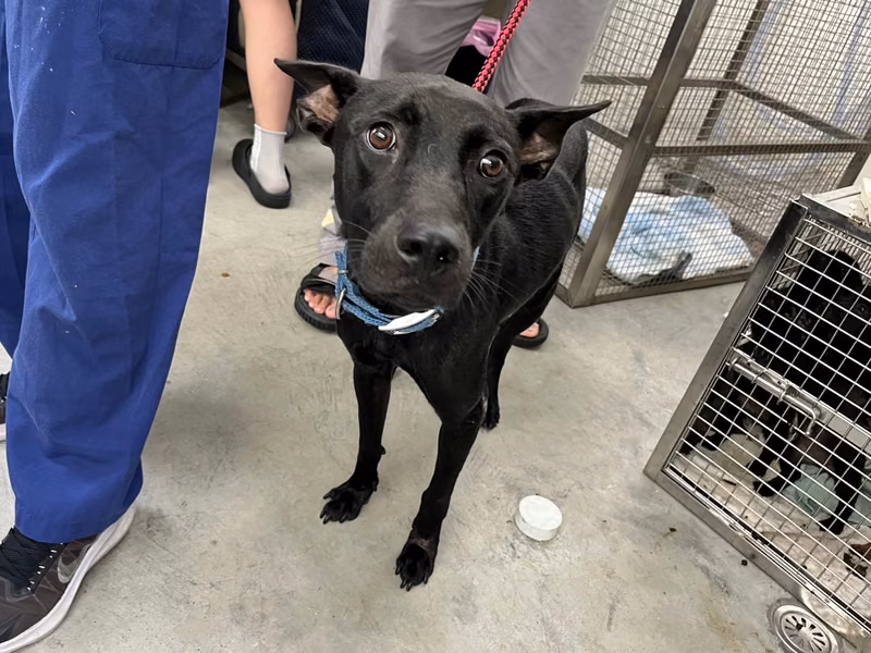 Black adult female mixed-breed dog, Medium, shelter no. …0503