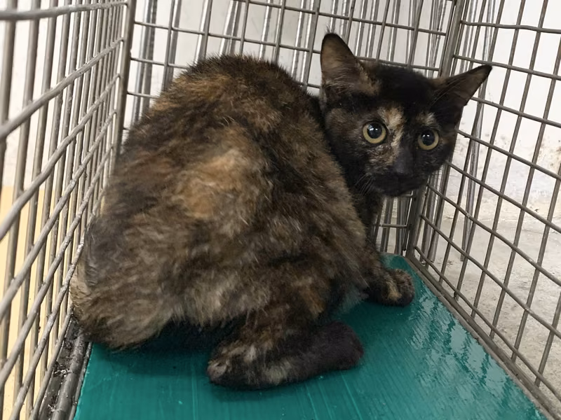 Young female mixed-breed cat, Small, shelter no. …2503