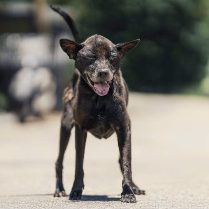 Black adult male mixed-breed dog, Medium, shelter no. …8001