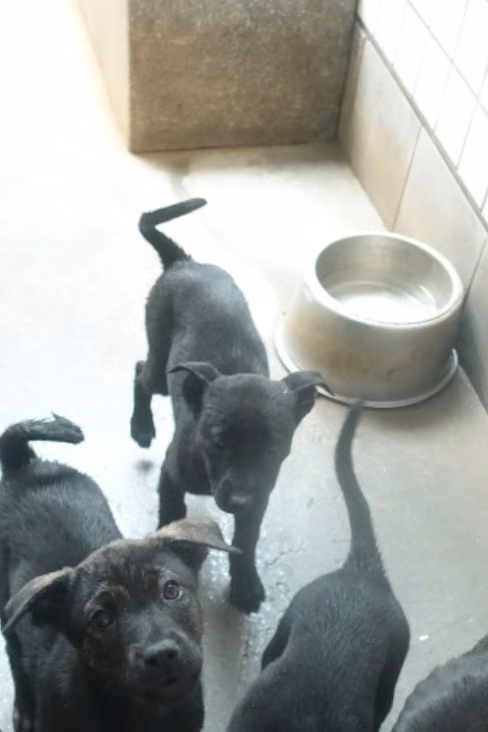 Black young mixed-breed dog, Small, shelter no. …0373