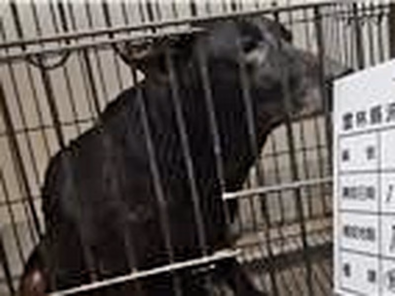 Black adult female mixed-breed dog, Large, shelter no. …039D