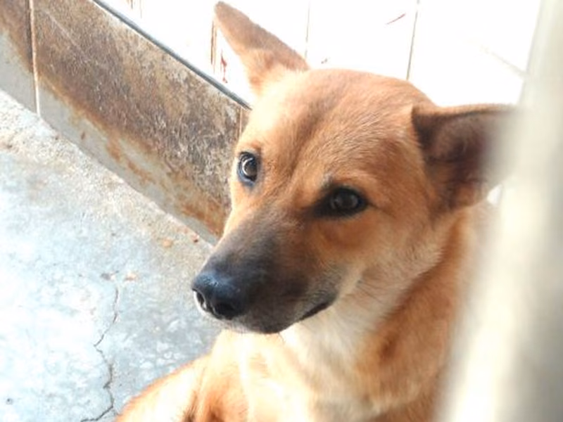 Tan adult female mixed-breed dog, Large, shelter no. …1479