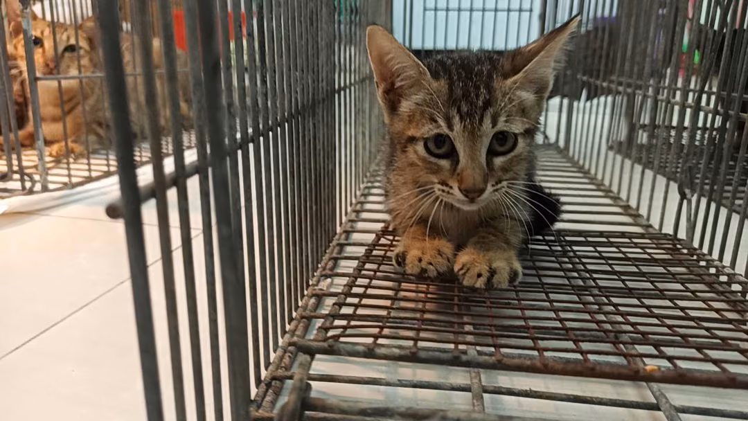 Young male mixed-breed cat, Small, shelter no. …0C05