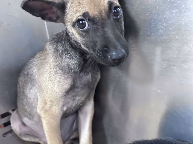 Black-and-tan young female mixed-breed dog, Small, shelter no. …2004