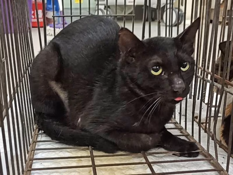 Black adult female mixed-breed cat, Small, shelter no. …1C02