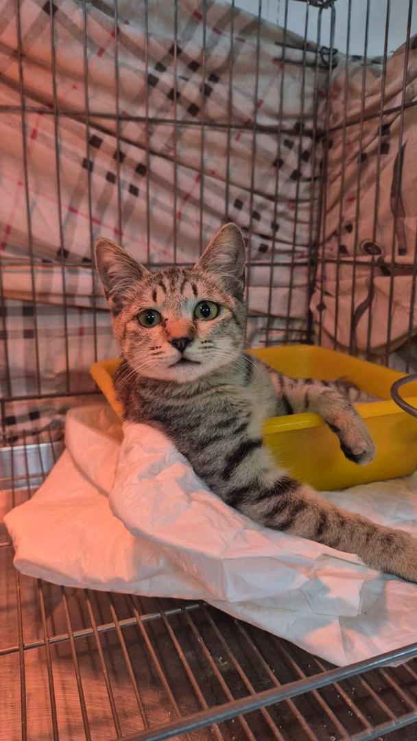 Tabby young female mixed-breed cat, Small, shelter no. …4001
