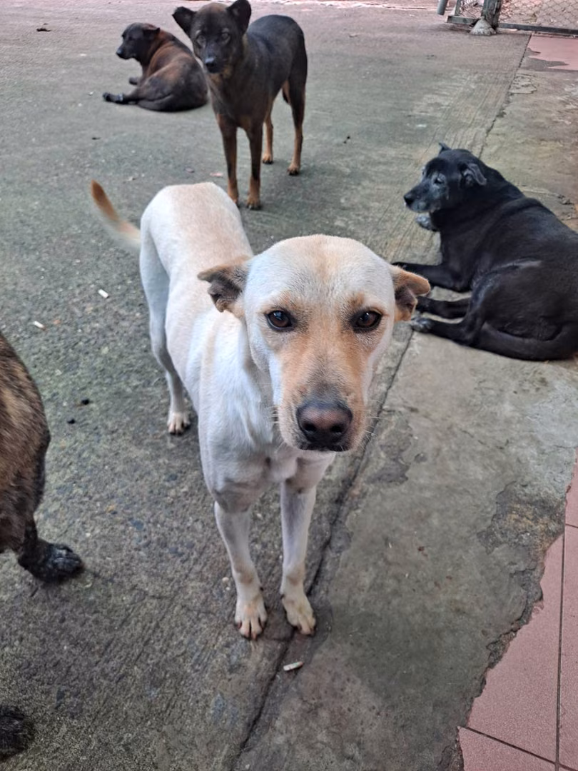 White adult female mixed-breed dog, Medium, shelter no. …2001