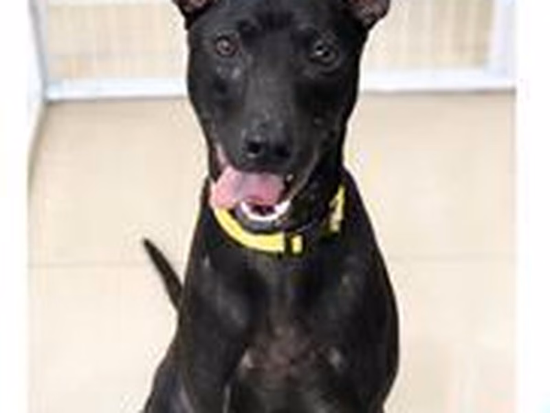 Black adult male mixed-breed dog, Medium, shelter no. …0201