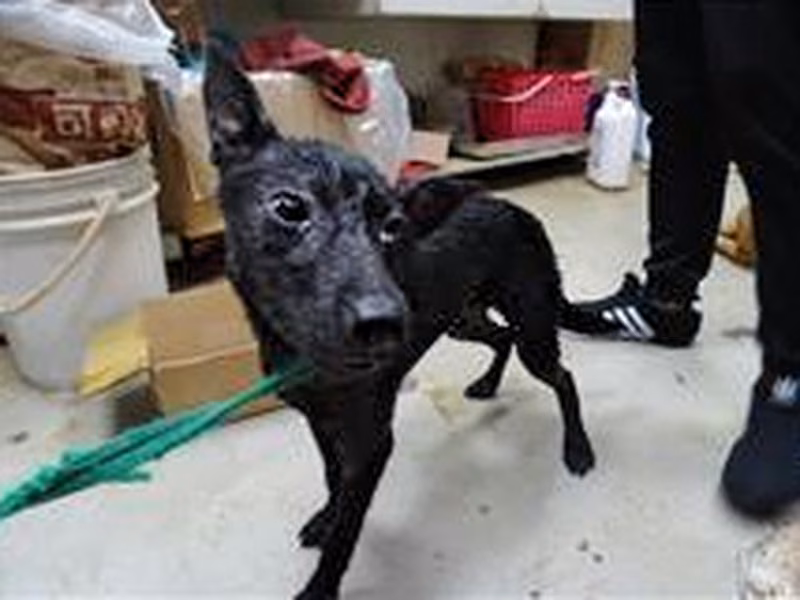 Black young female mixed-breed dog, Small, shelter no. …0101