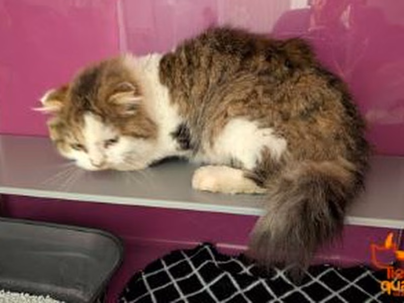 Brown-and-white young male Scottish Fold, shelter no. …3918