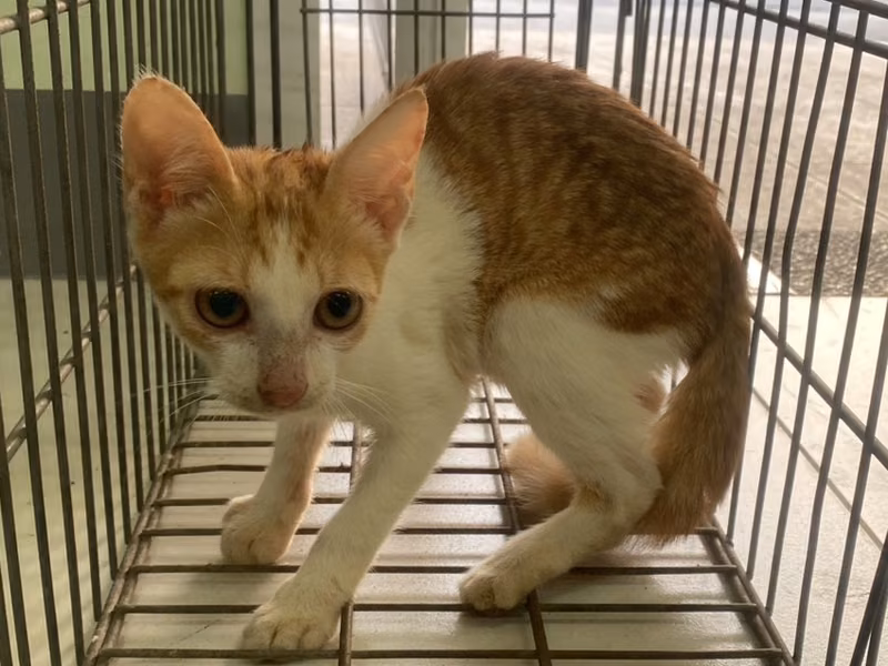 Young female mixed-breed cat, Small, shelter no. …8C10