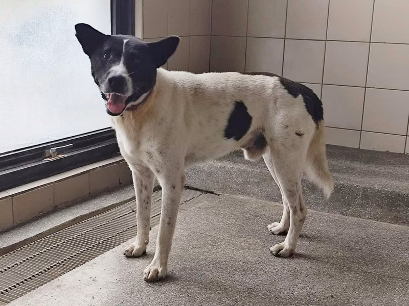 Patched adult male mixed-breed dog, Large, shelter no. …2507