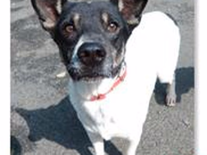 Black-and-white adult male mixed-breed dog, Medium, shelter no. …1104