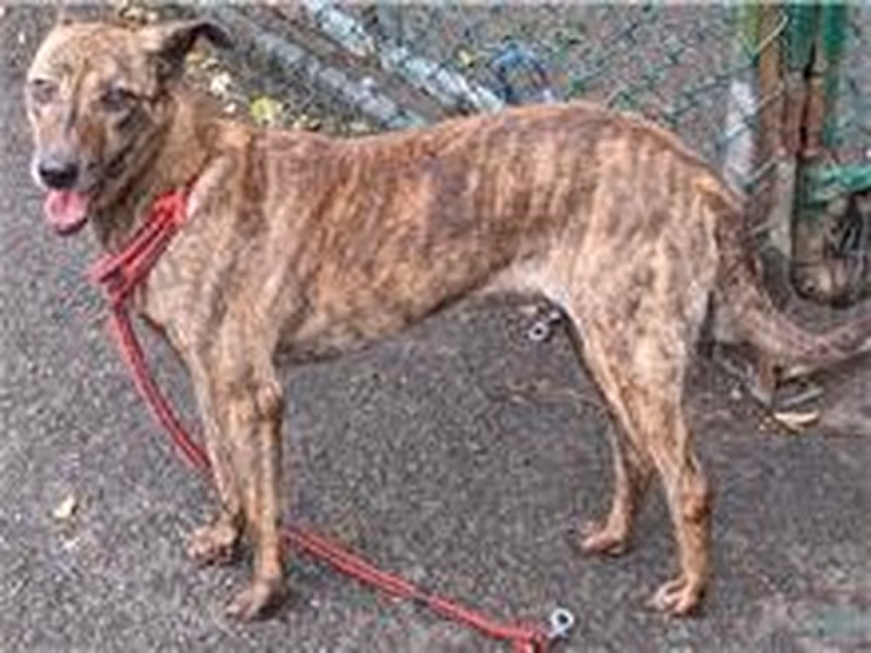Tabby adult female mixed-breed dog, Medium, shelter no. …1409