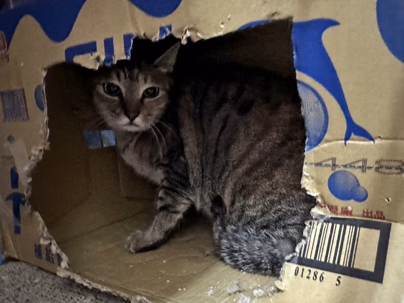 Tabby adult female mixed-breed cat, Medium, shelter no. …1405