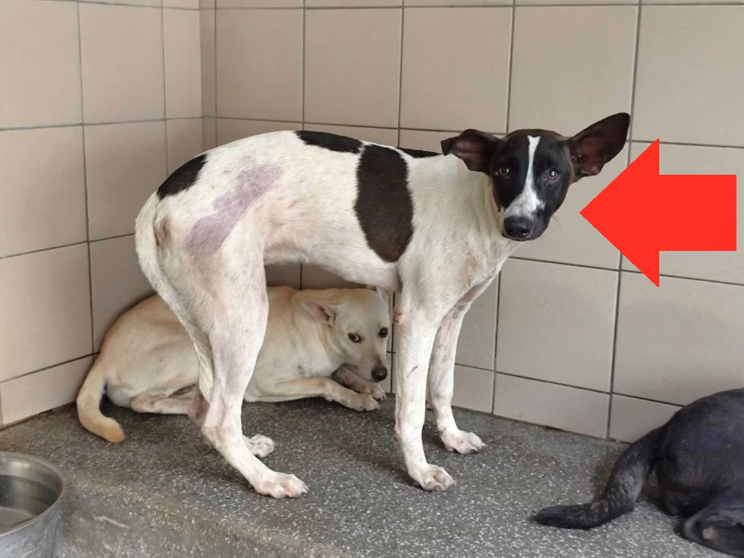 Patched adult female mixed-breed dog, Large, shelter no. …1112