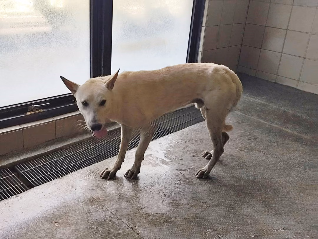 White adult male mixed-breed dog, Large, shelter no. …2704