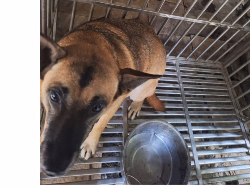 Tan adult male mixed-breed dog, Large, shelter no. …033D
