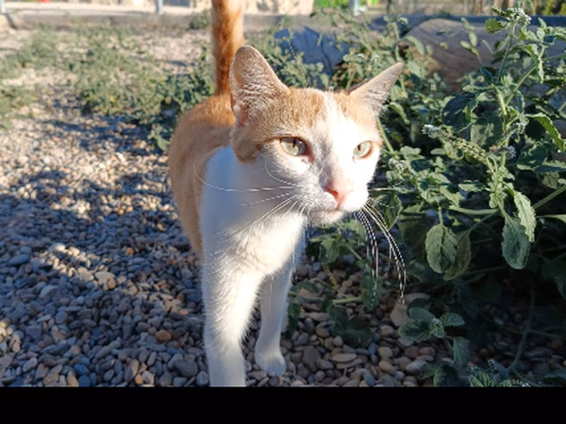 Jaquetona、成犬・成猫 · メス · ヨーロピアンショートヘア