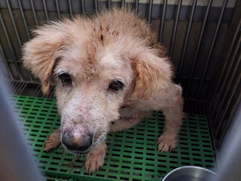 Cream adult male mixed-breed dog, Medium, shelter no. …1008