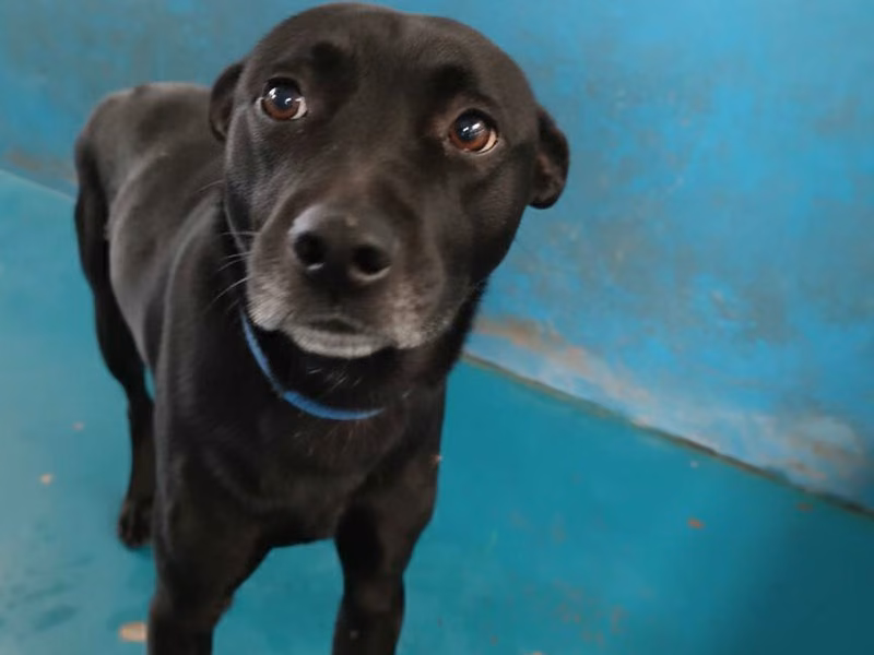 Black adult male mixed-breed dog, Large, shelter no. …7002