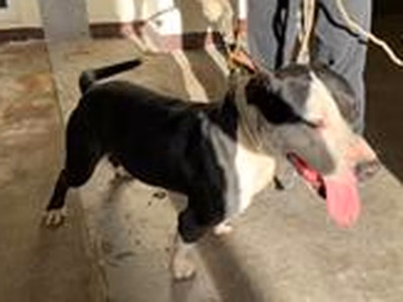 Black-and-white male mixed-breed dog, Medium, shelter no. …6029