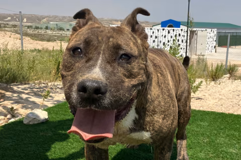Thor, Senior · Mâle · Moyen · American Pit Bull Terrier