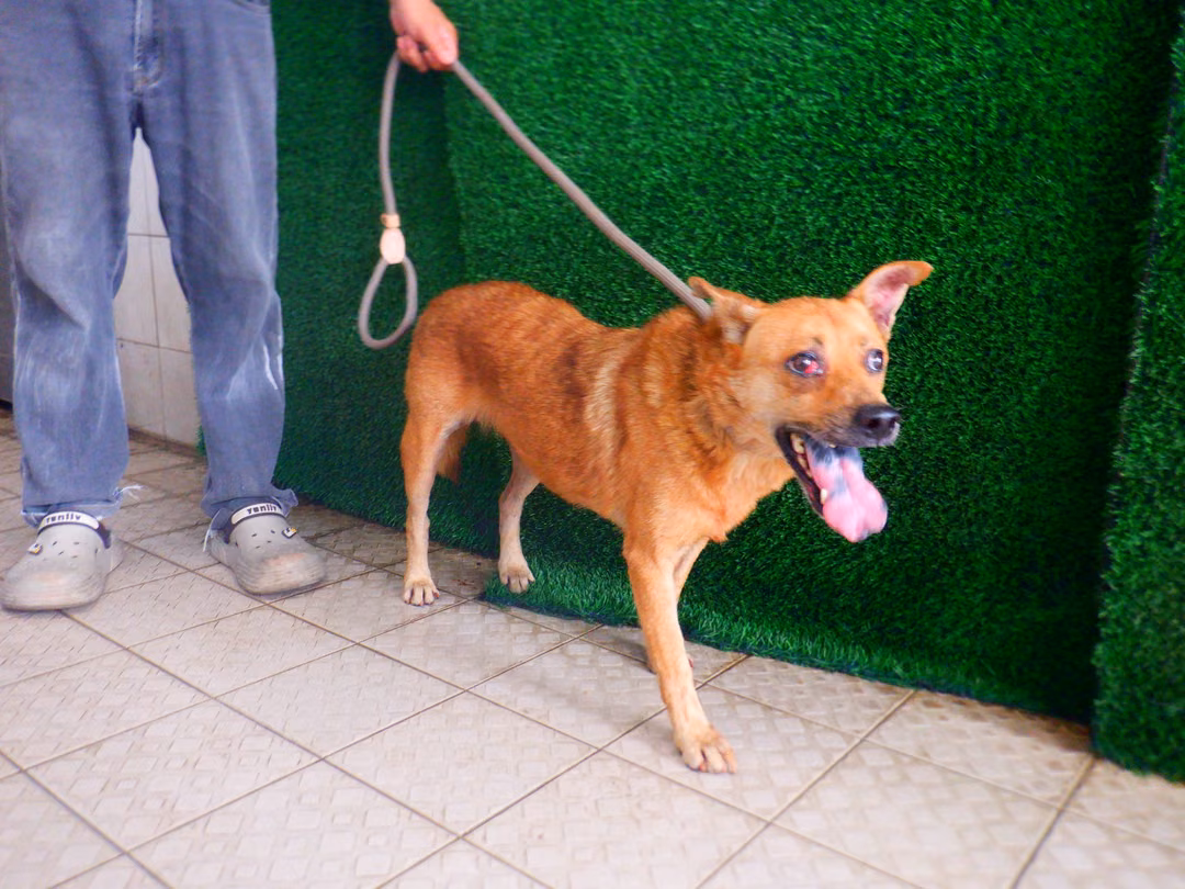 Tan adult female mixed-breed dog, Medium, shelter no. …2849
