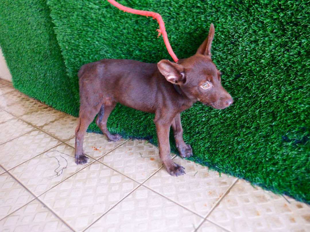 Brown adult female mixed-breed dog, Small, shelter no. …2535