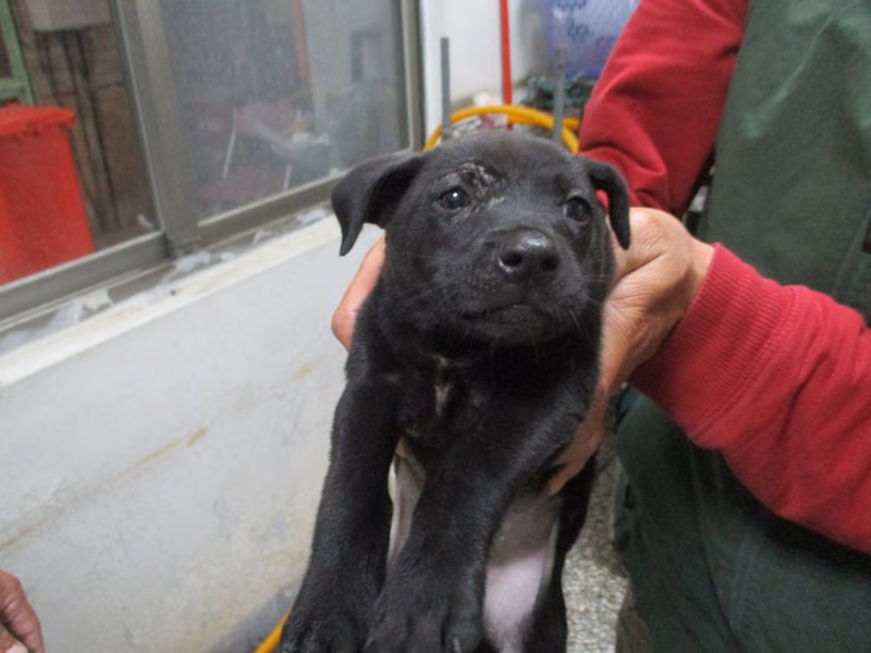 Black adult male mixed-breed dog, Medium, shelter no. …Q1-2