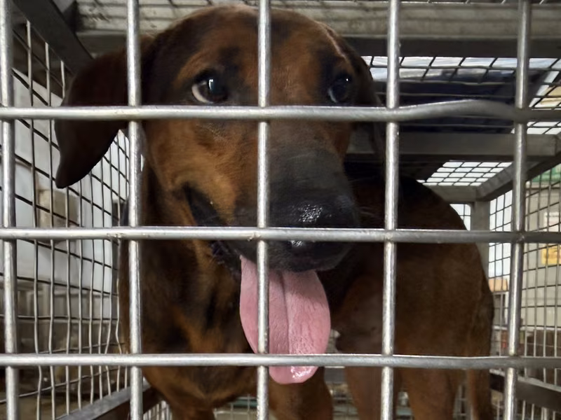 كلب هجين (ذكر، بالغ، عسلي)، متوسط, رقم الملجأ …7-09