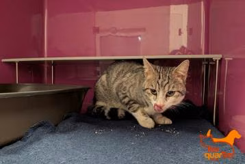 Gray tabby adult male European Shorthair, shelter no. …4481